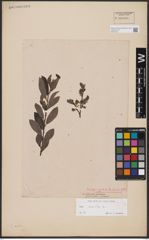 Foto von Salix aurita L.